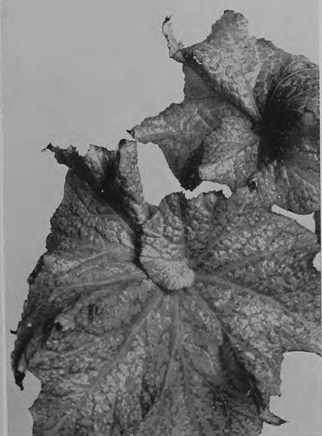 B. ‘St. Teresia’